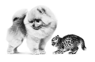 Puppy and kitten nutrition for vets