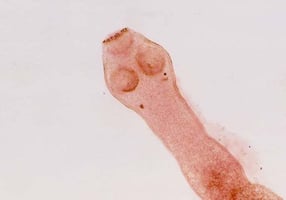 Parasites in raw pet food