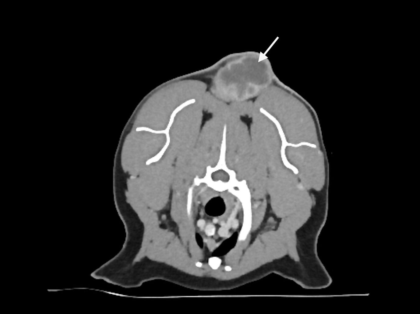 Everything you need to know about feline injection-site sarcomas