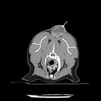 A CT of a Feline Injection Site Sarcoma 