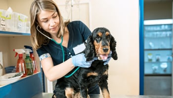 A veterinary locum with a postgraduate certificate checks a dog's pulse 