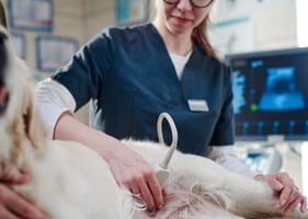 A vet undertaking ultrasound training