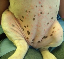 Canine impetigo in a puppy