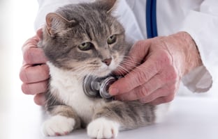 Auscultation of a cat 
