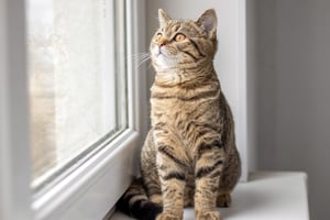 Indoor cats - not necessarily a win-win