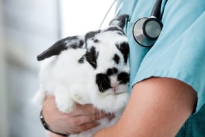 Diagnostic testing and clinical pathology in rabbits
