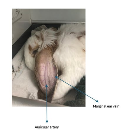 Annotated image of the marginal ear vein and auricular artery in a rabbit undergoing anaesthesia