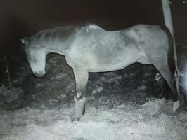 A horse with sleep deprivation
