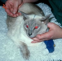A feeding tube being placed in a cat with pancreatitis
