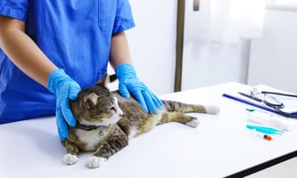 A cat with feline lower urinary tract disease