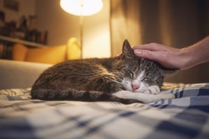A senior cat sleeping more, could be a sign of feline cognitive dysfunction syndrome