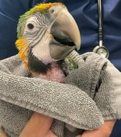 An exotic vet nurse holds a parrot 
