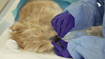 How to place a naso-oesophageal feeding tube