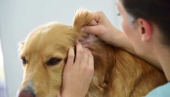 A veterinary nurse examines a patient's ears