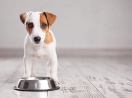 Puppy with a bowl of food