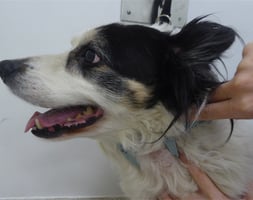 A dog with thyroid carcinoma