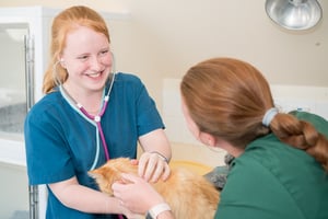 A vet and a nurse work closely together