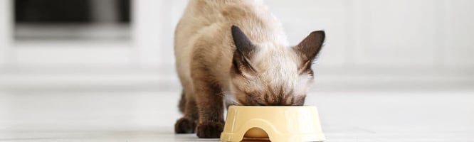 A cat with feline chronic enteropathy eating food