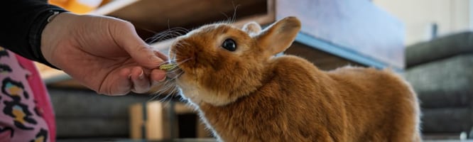 rabbit treats