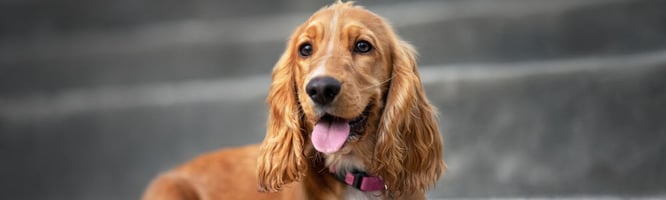 Red cocker spaniel dog - do they get cocker rage
