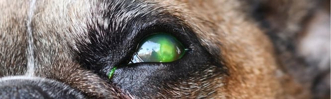 dog with a spontaneous corneal defect (SCEED) needing a bandage contact lens