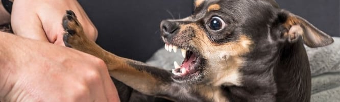 de-escalating aggression in the veterinary consult room