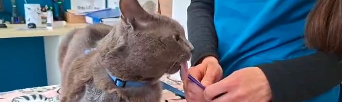 a cat receiving shockwave therapy with no sedation