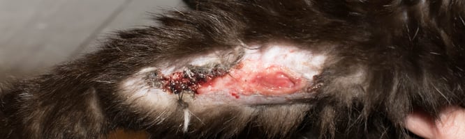surgical site infection after tumour removal