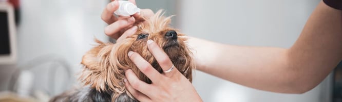 dog with Years dry eye has drops applied at the vets