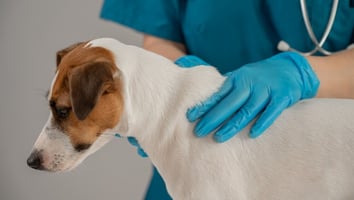 Diagnosing skin lumps in dogs