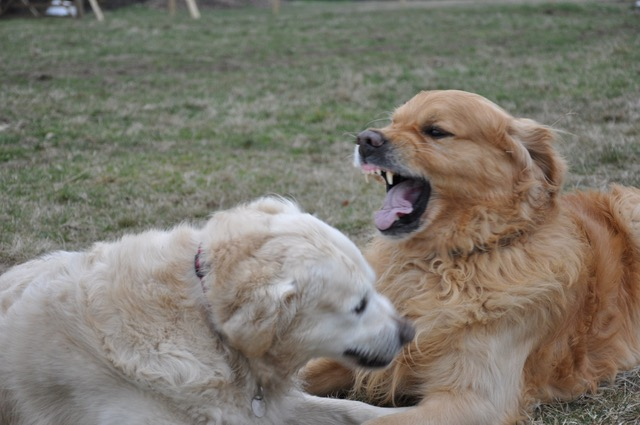 multi dog households aggression