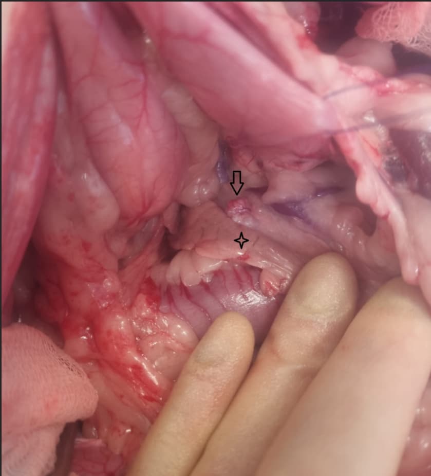 Insulinoma in a dog (surgical image)