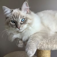 Ragdoll cats are commonly found to have periodontal disease