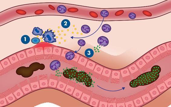 faecal calprotectin release mechanism