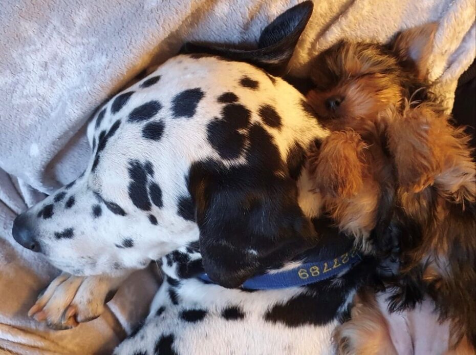 Safe contact between adult dalmatian and singleton puppy being hand-reared