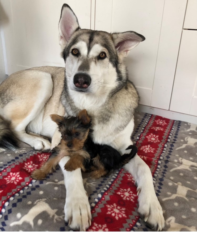 Singleton hand-reared puppy getting contact with adult foster dogs