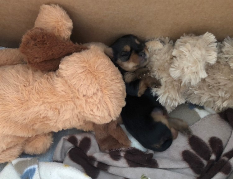 A puppy snuggles with soft toys, showing importance of providing replacements for singleton puppies