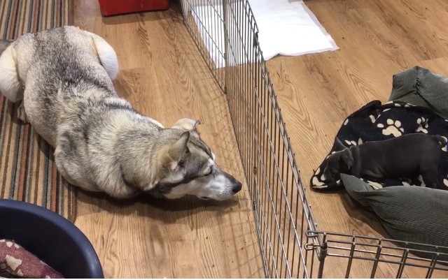A playpen is used to separate small puppy from larger foster mum