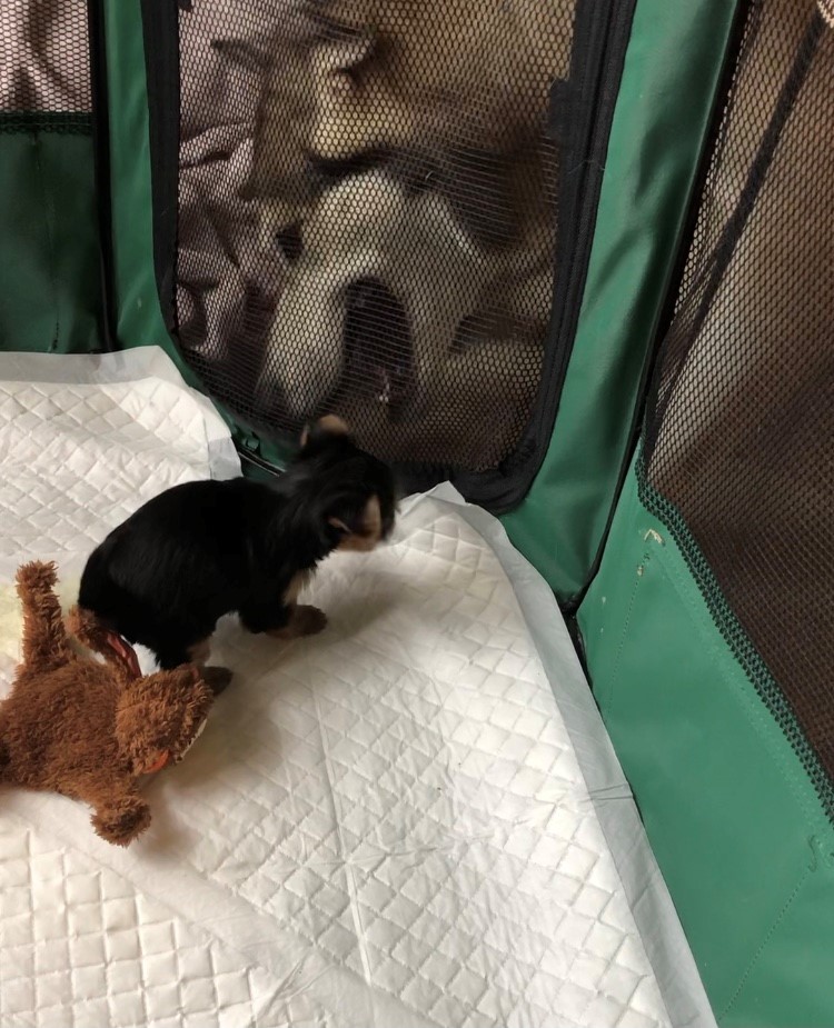 a playpen is used to provide safety barrier between small puppy and large foster mum