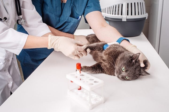 Cat blood test