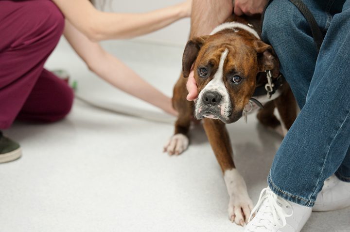 unhappy dog gets temperature taken