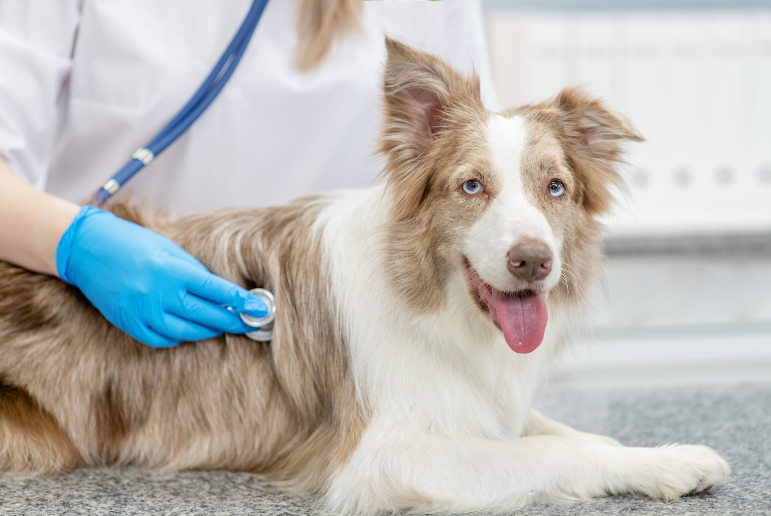 Beautiful view of Canine Heart Disease Management With Medication