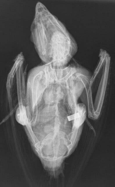 Conscious radiograph in a bird to assess for egg