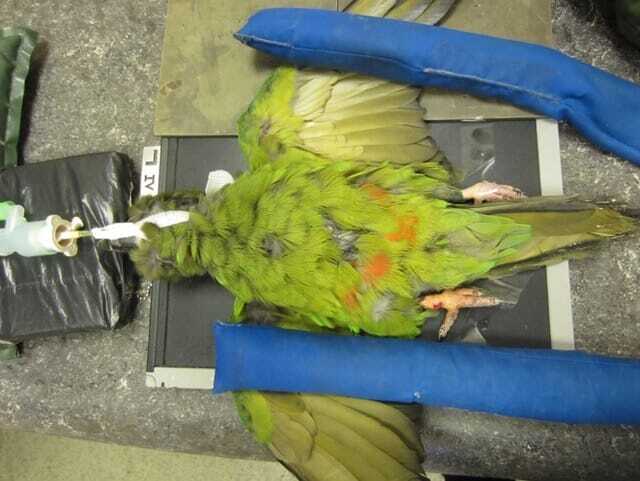 Positioning a bird for a ventrodorsal view with wings held by sandbags