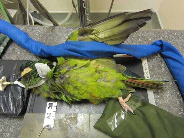 Positioning a bird for a lateral radiograph