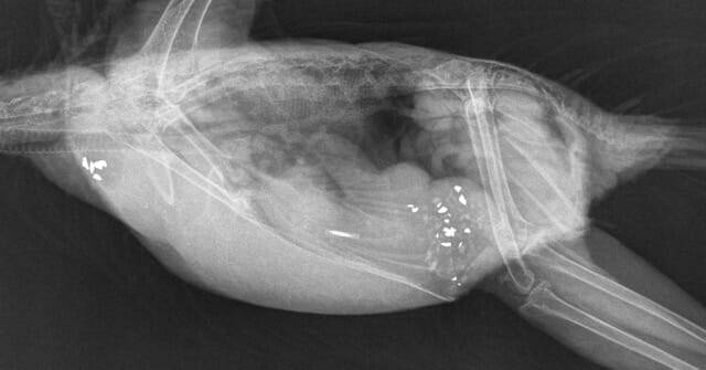 A lateral radiograph of a bird