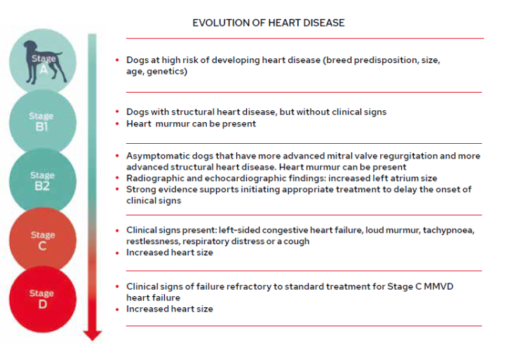 ACVIM classification scheme for MMVD