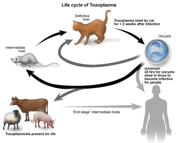 The lifecycle of Toxoplasma gondii
