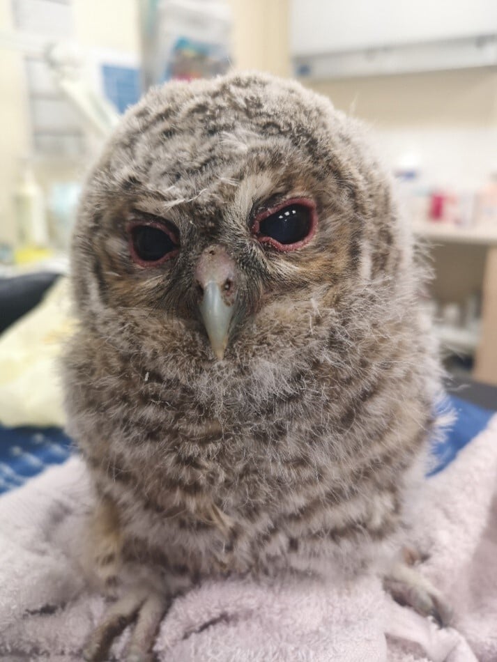 Orbital tightening is a sign of pain in avian species