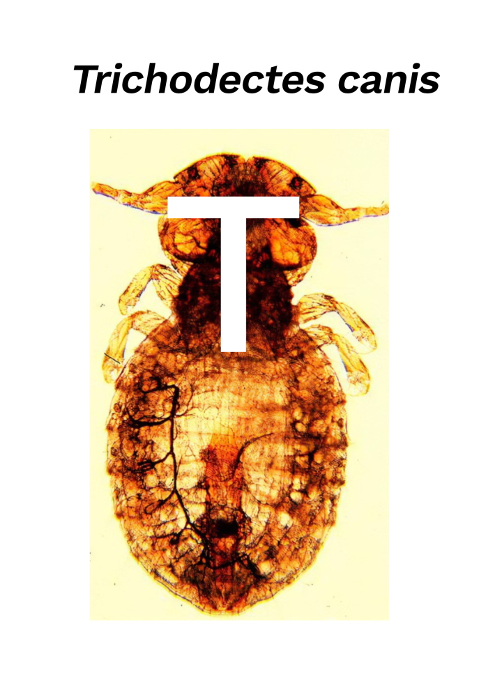 Trichodectes canis louse 